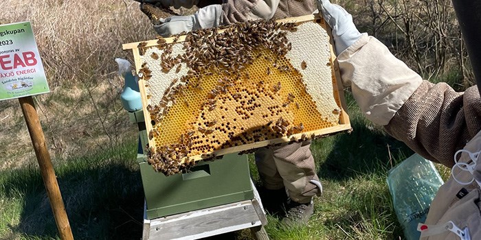 Bild på bigård och en biodlare